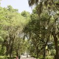 What makes savannah special?